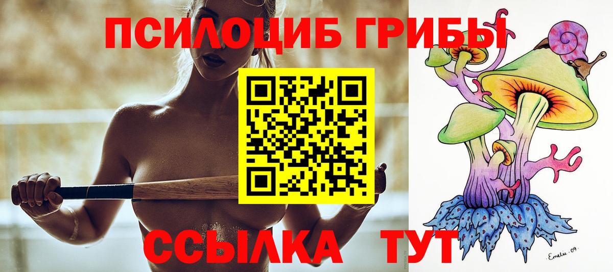 Галлюциногенные грибы Psilocybine cubensis Северск